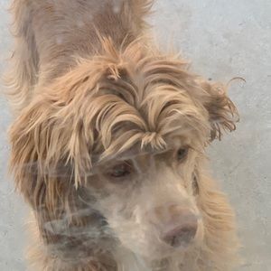 Meet your Posher, Carina